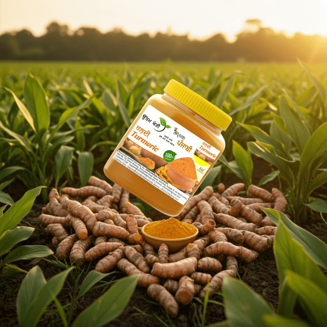 organic haldi powder punjab-2 pure organic haldi powder golden colour punjab farm fresh