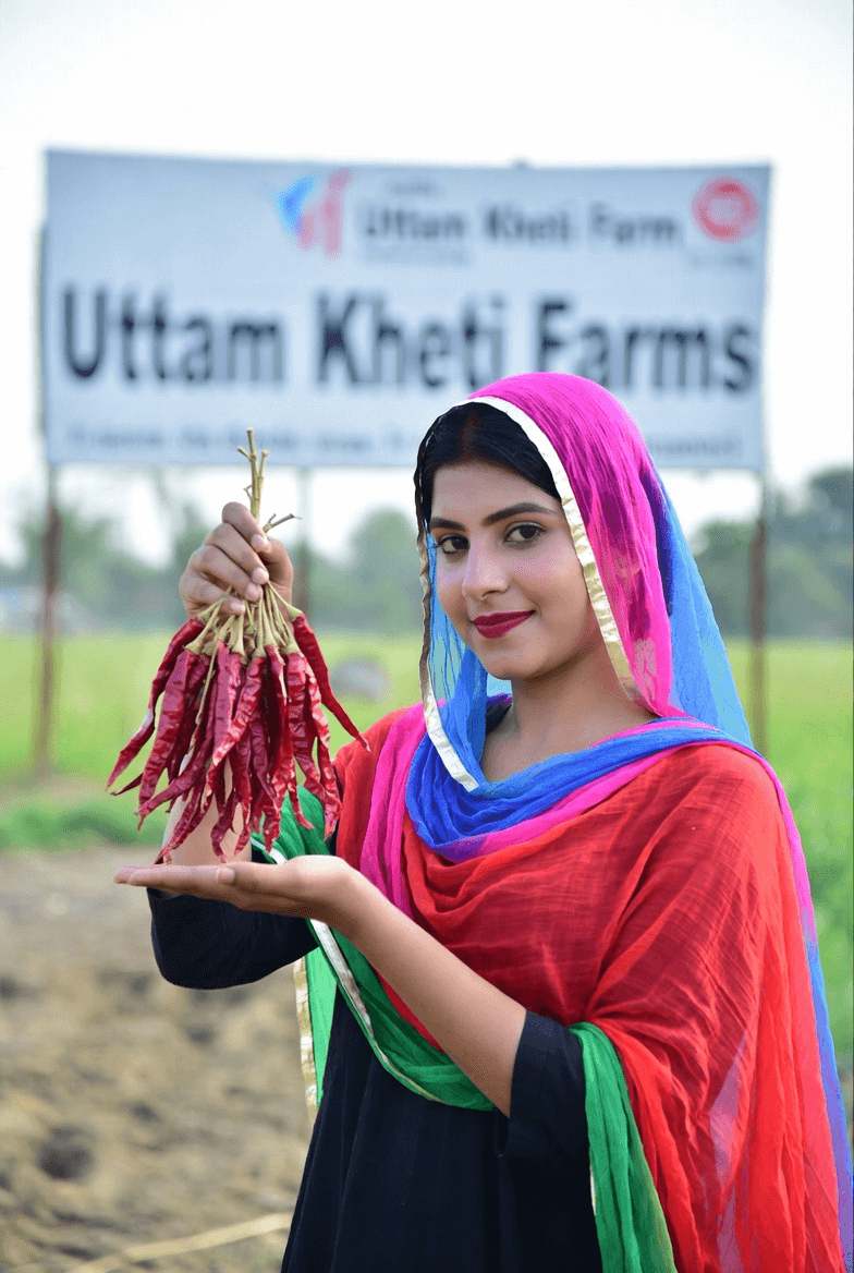 lal-mirch pure lal mirch sabut pods punjab farm fresh